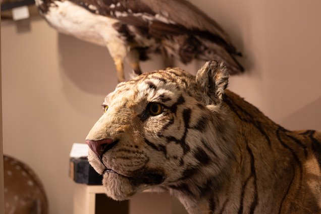 Il museo storico di zoologia