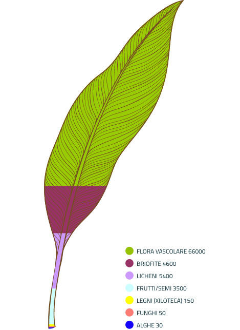 Infografica delle collezioni compongono l'Erbario del Museo