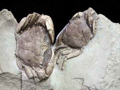 Coeloma vigil | Oligocene | Case Cherpione (AL) | Foto di Piero Damarco.