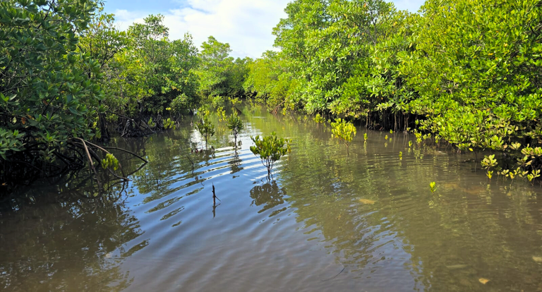 Hemidactylus cf. platycephalus, un geco notturno particolarmente abbondante