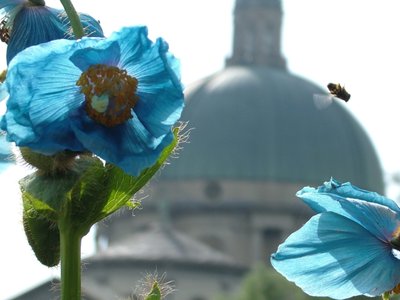 Meconopsis betonicifolia (Papavero blu himalayano) e, sullo sfondo, la cupola della Basilica Superiore di Oropa
