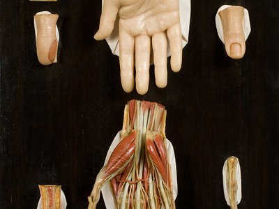 Modello in cera di mano.