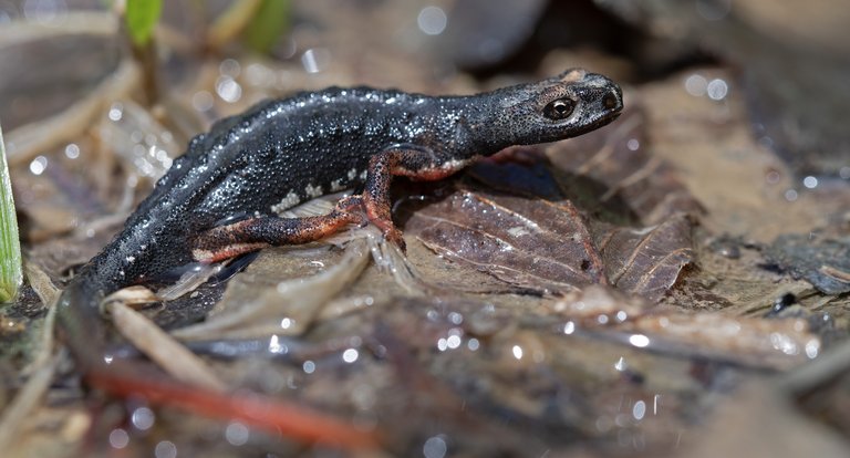 Salamandrina dagli occhiali