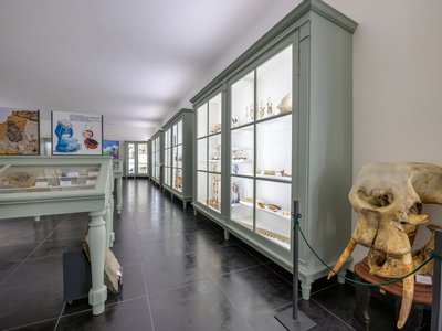 Teca della Collezione di anatomia comparata | foto di Paolo Brignone