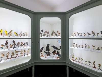 Teca della Collezione ornitologica | foto di Paolo Brignone