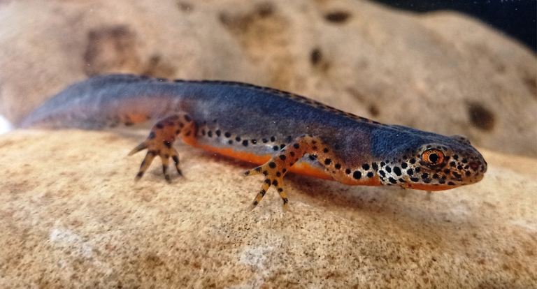 Tritone alpestre calabro, Ichthyosaura alpestris inexpectata, maschio in livrea riproduttiva. @Fotografia di F. Andreone