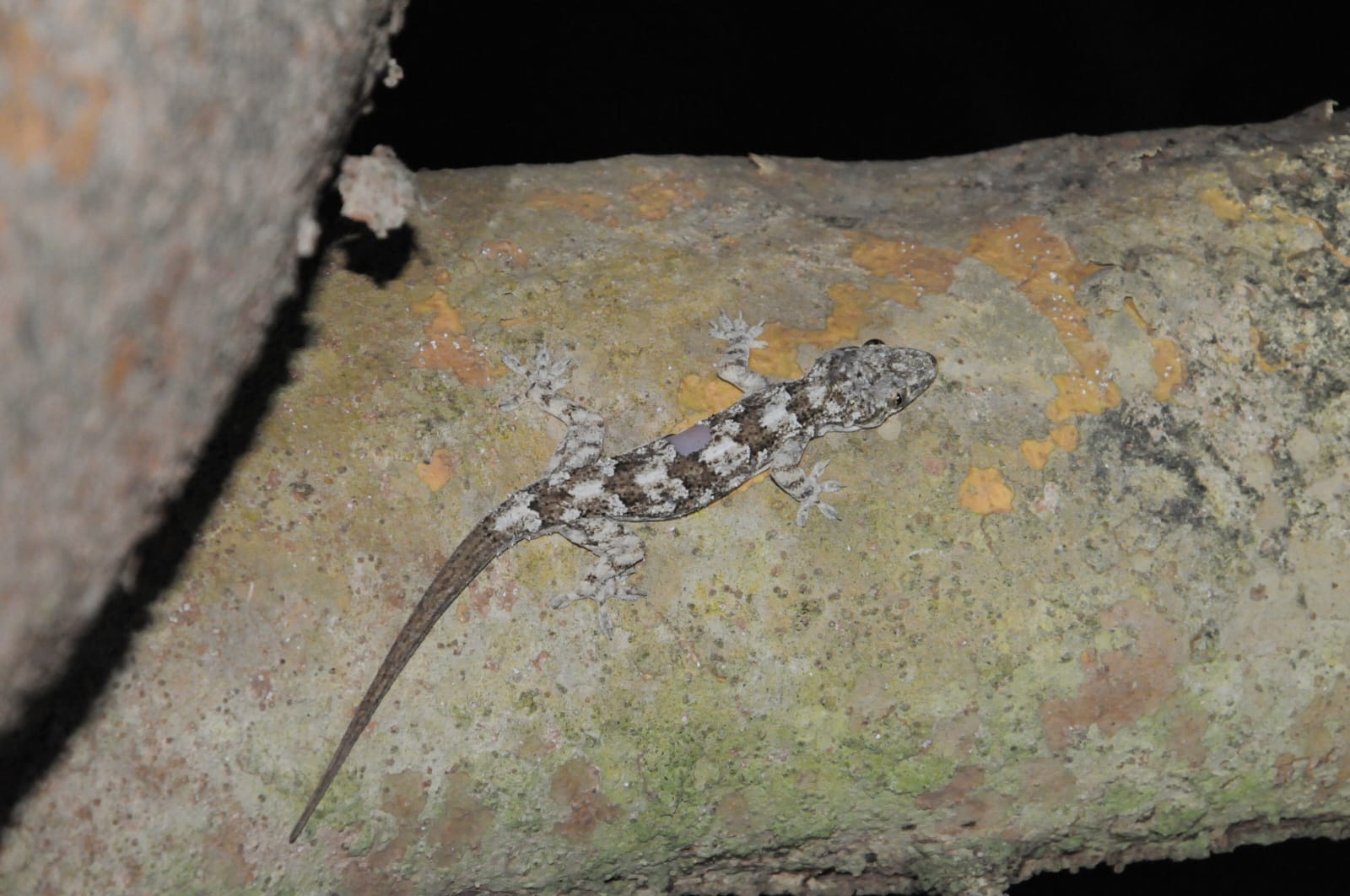 descrizione immagine