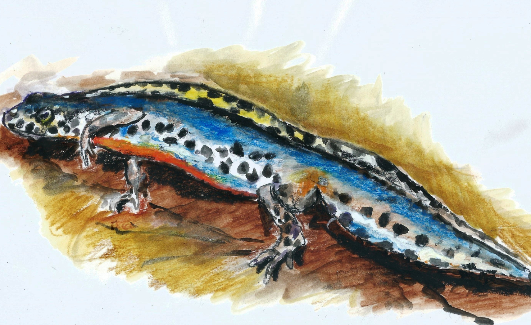 descrizione immagine