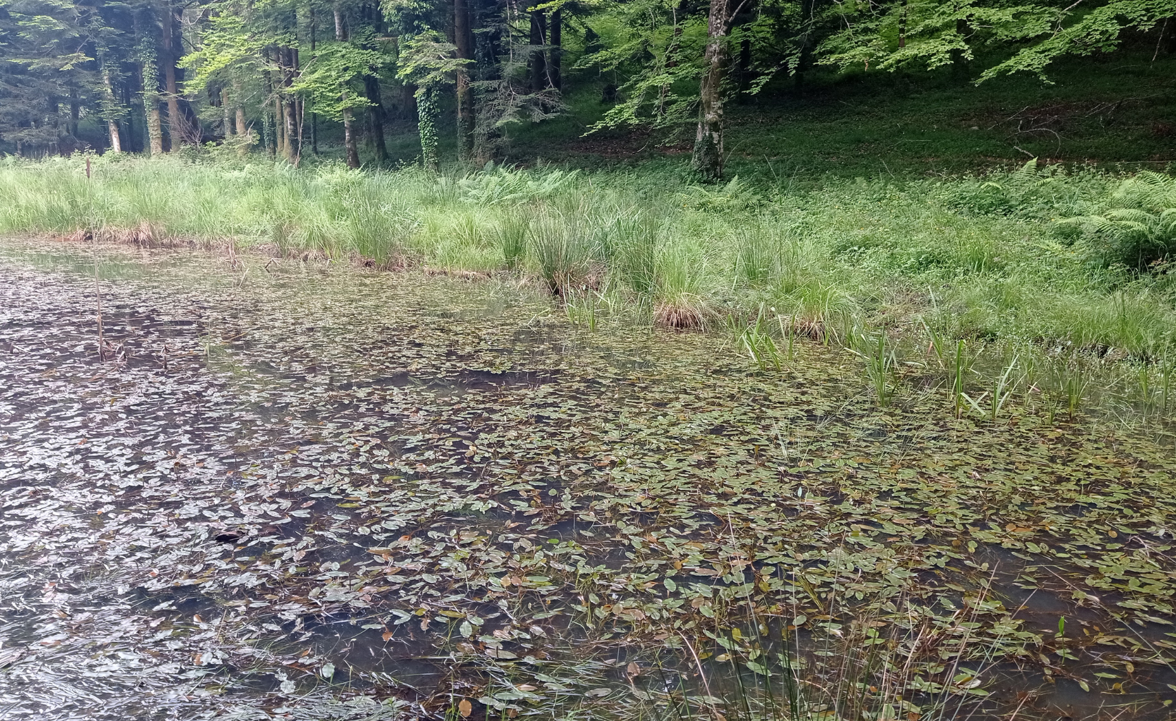 descrizione immagine