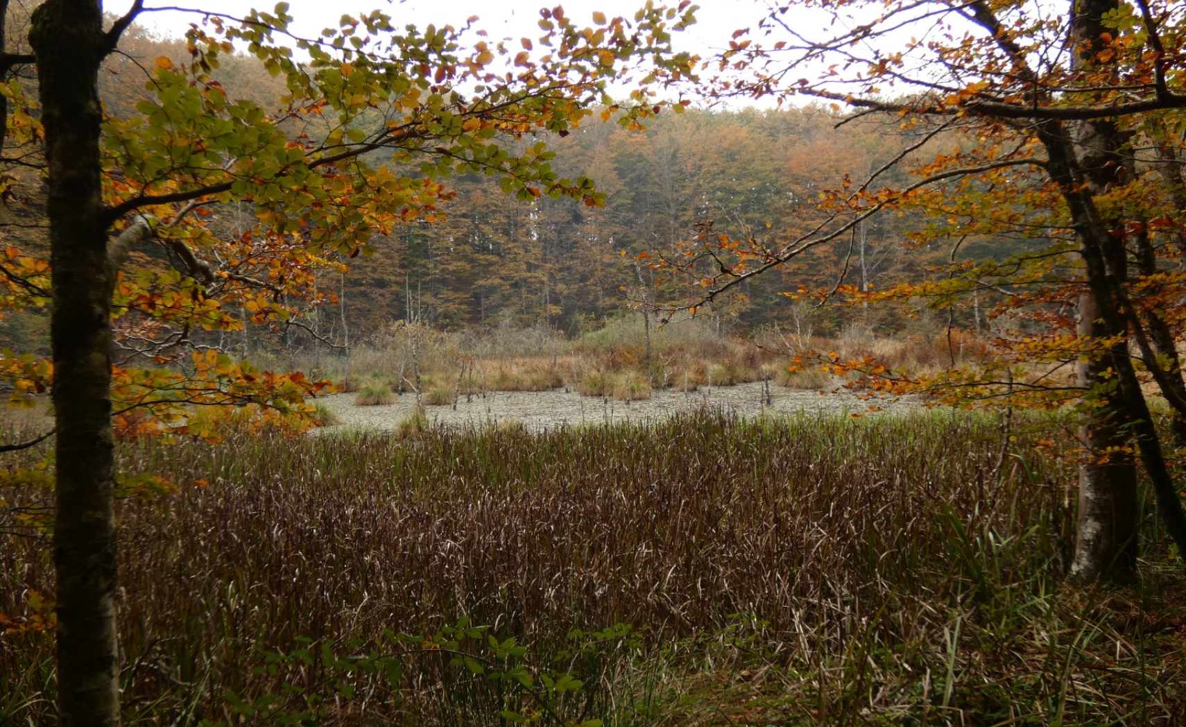 descrizione immagine