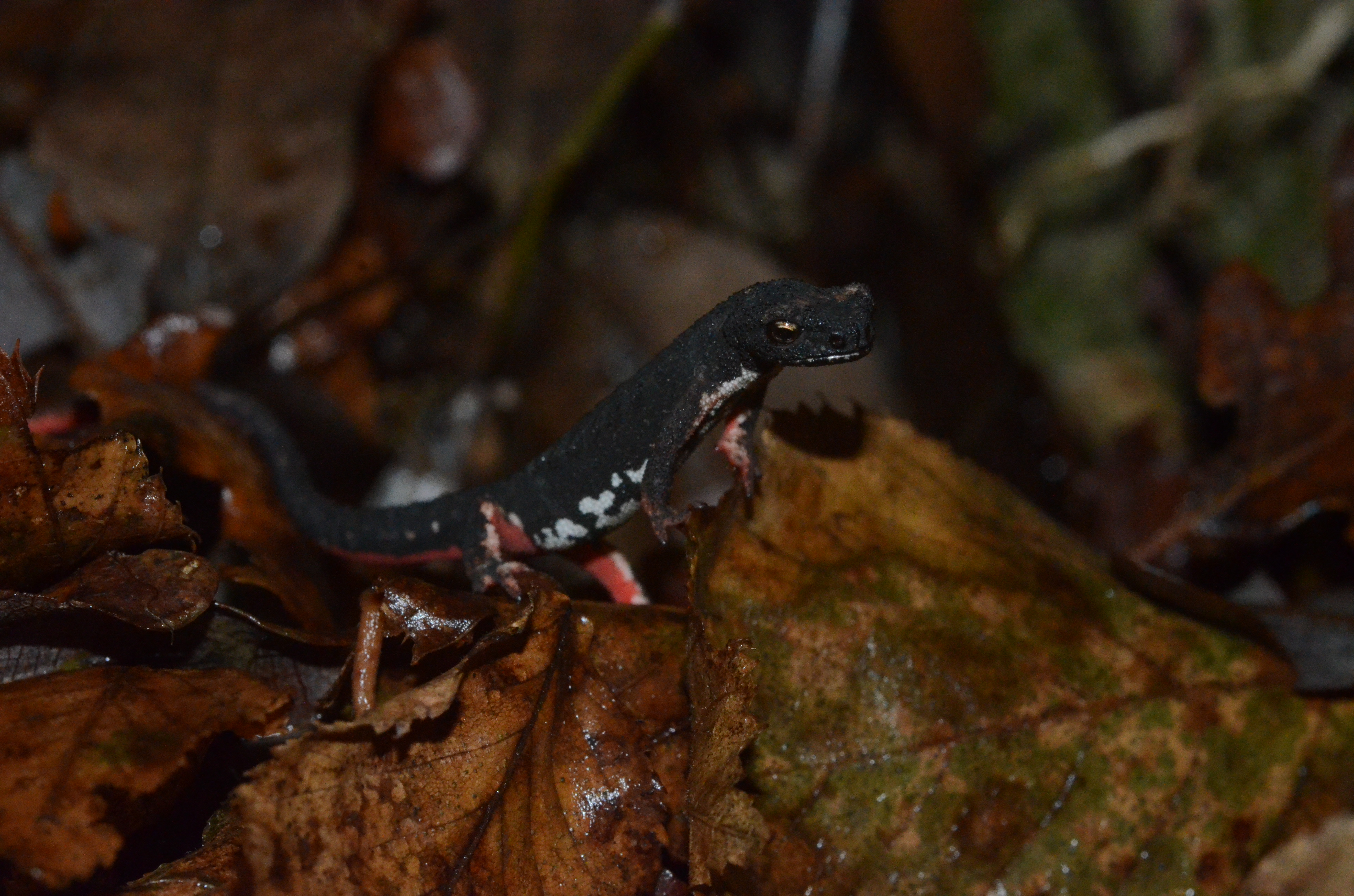 descrizione immagine