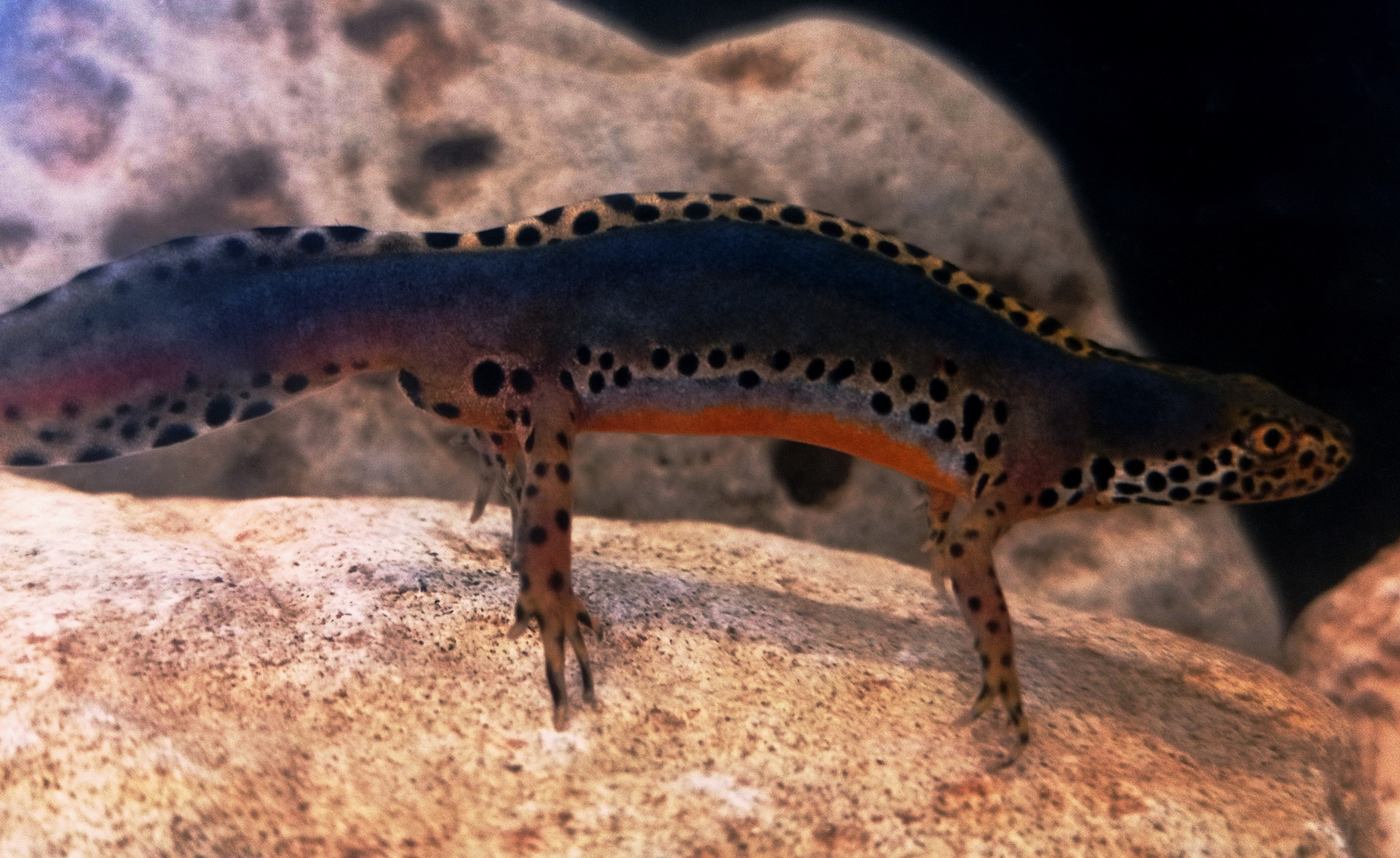 descrizione immagine