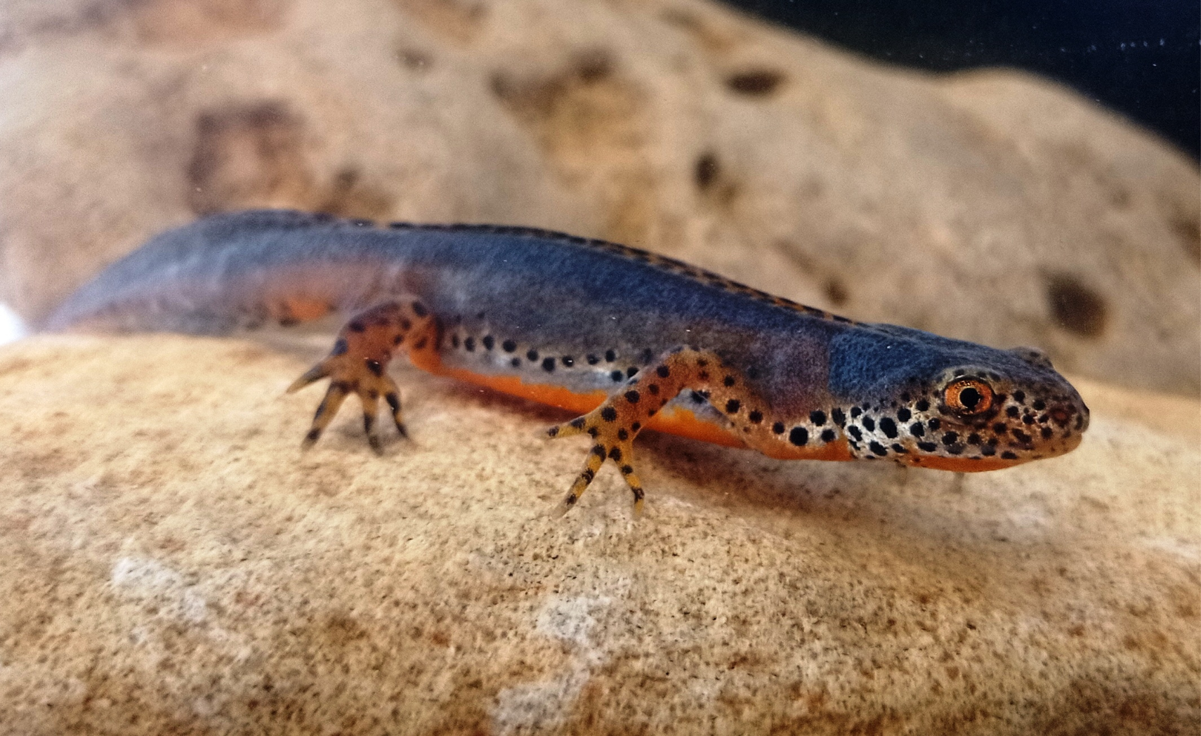 descrizione immagine