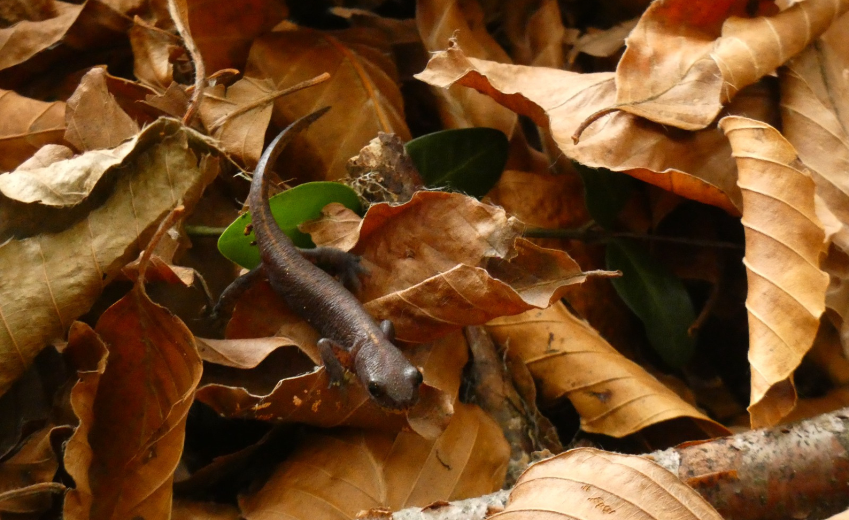 descrizione immagine